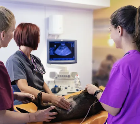 Dog getting an ultrasound