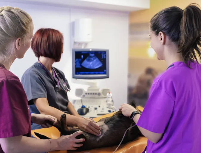 Dog getting an ultrasound