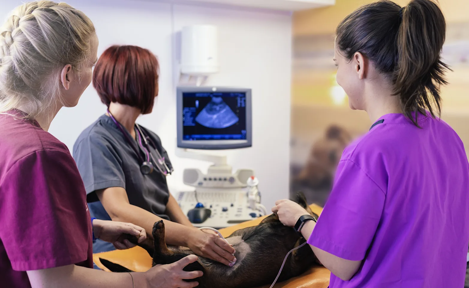 Dog getting an ultrasound