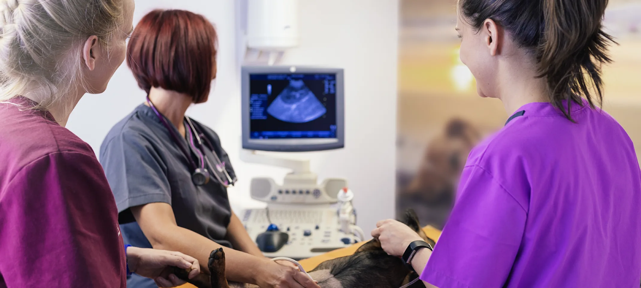 Dog getting an ultrasound