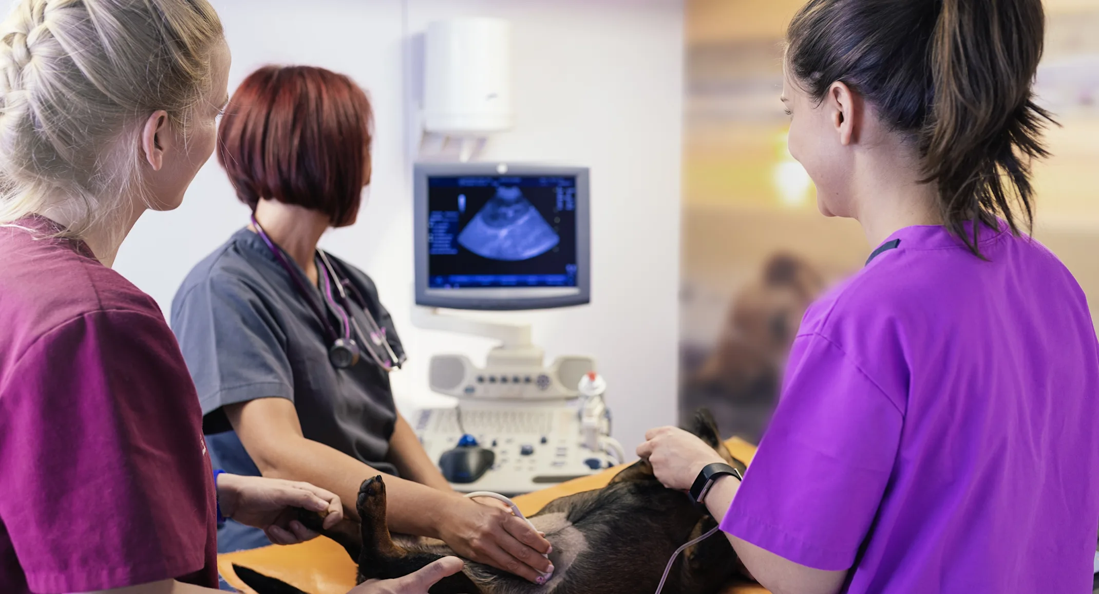 Dog getting an ultrasound Dog getting an ultrasound