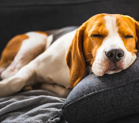 Dog sleeping on couch