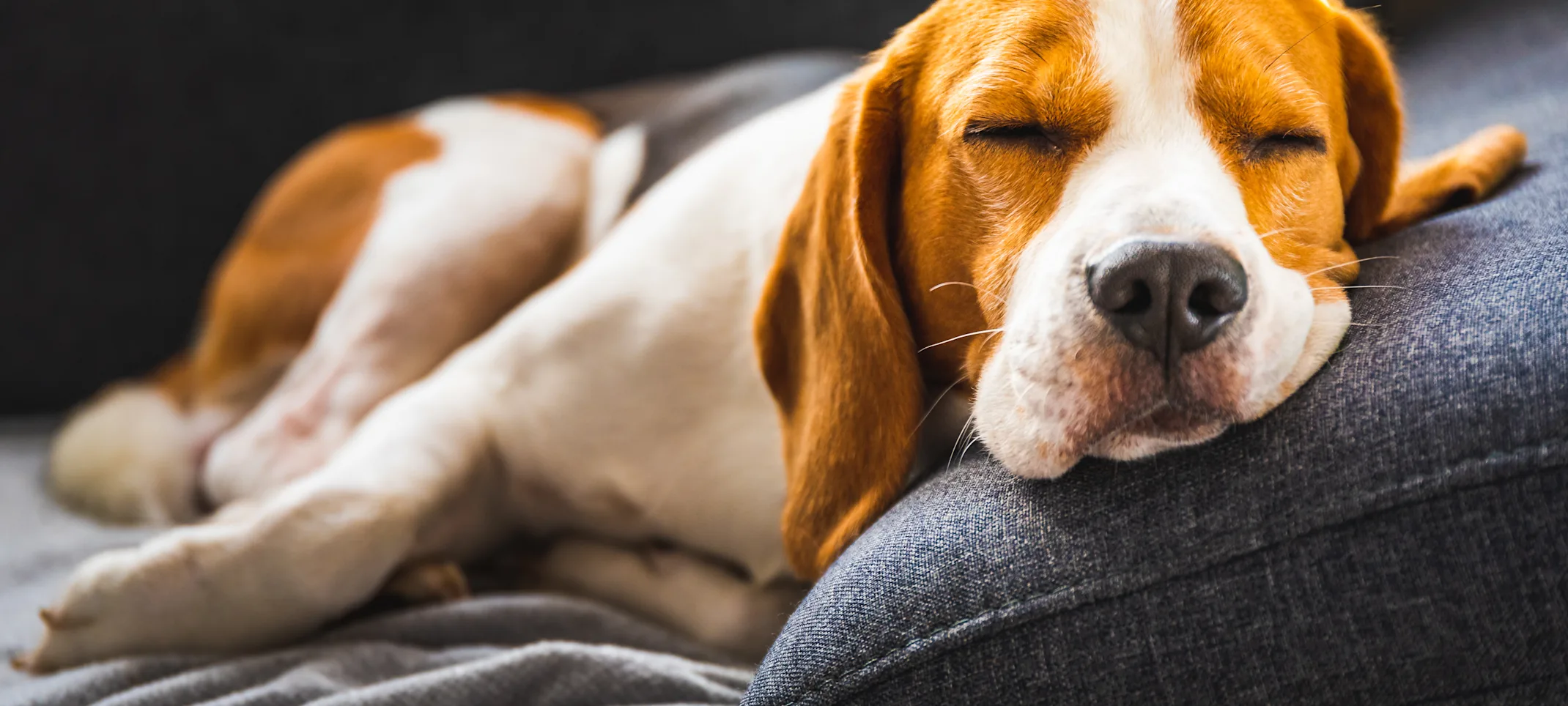 Dog sleeping on couch Dog sleeping on couch