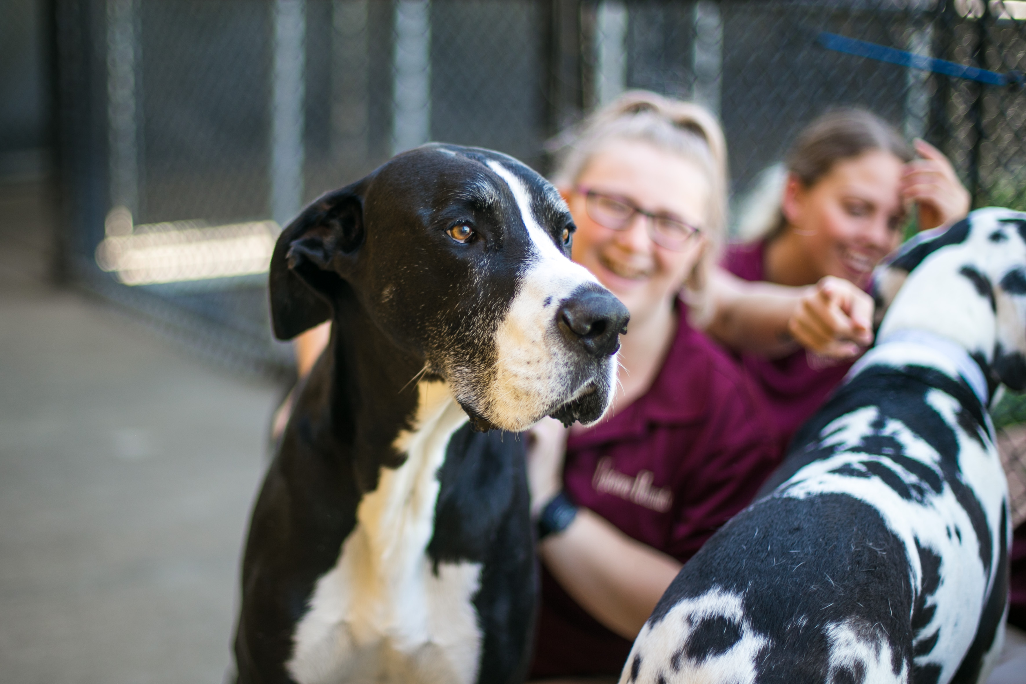 Uptown Hounds two female staff members spending time with two Great Danes in their outdoor play yard.