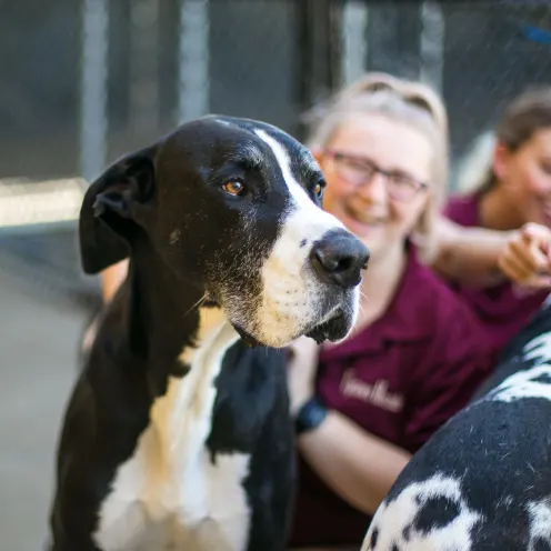 Uptown Hounds two female staff members spending time with two Great Danes in their outdoor play yard.