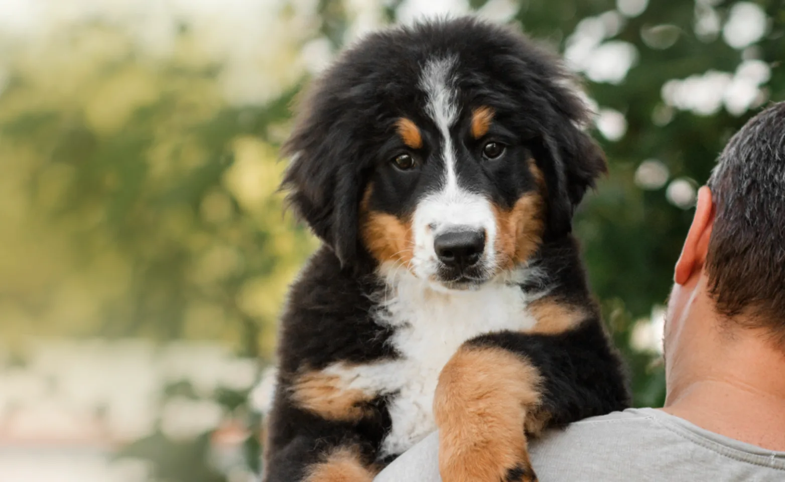 Dog being held