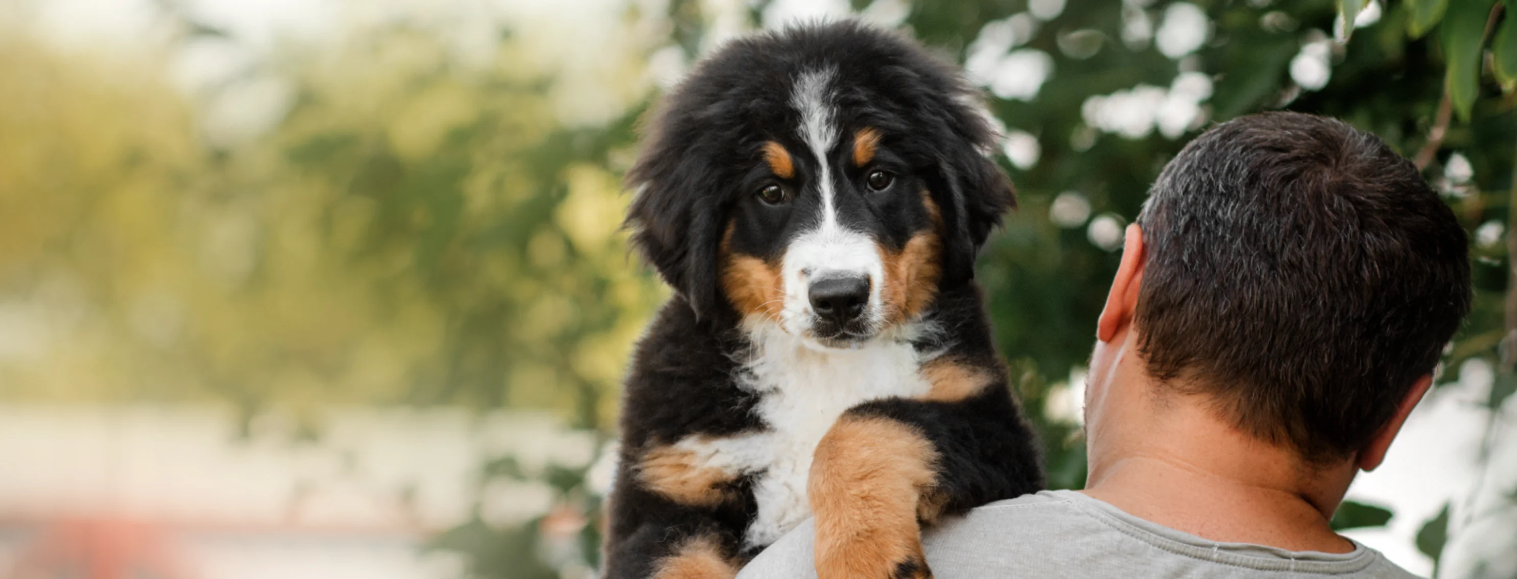 Dog being held Dog being held
