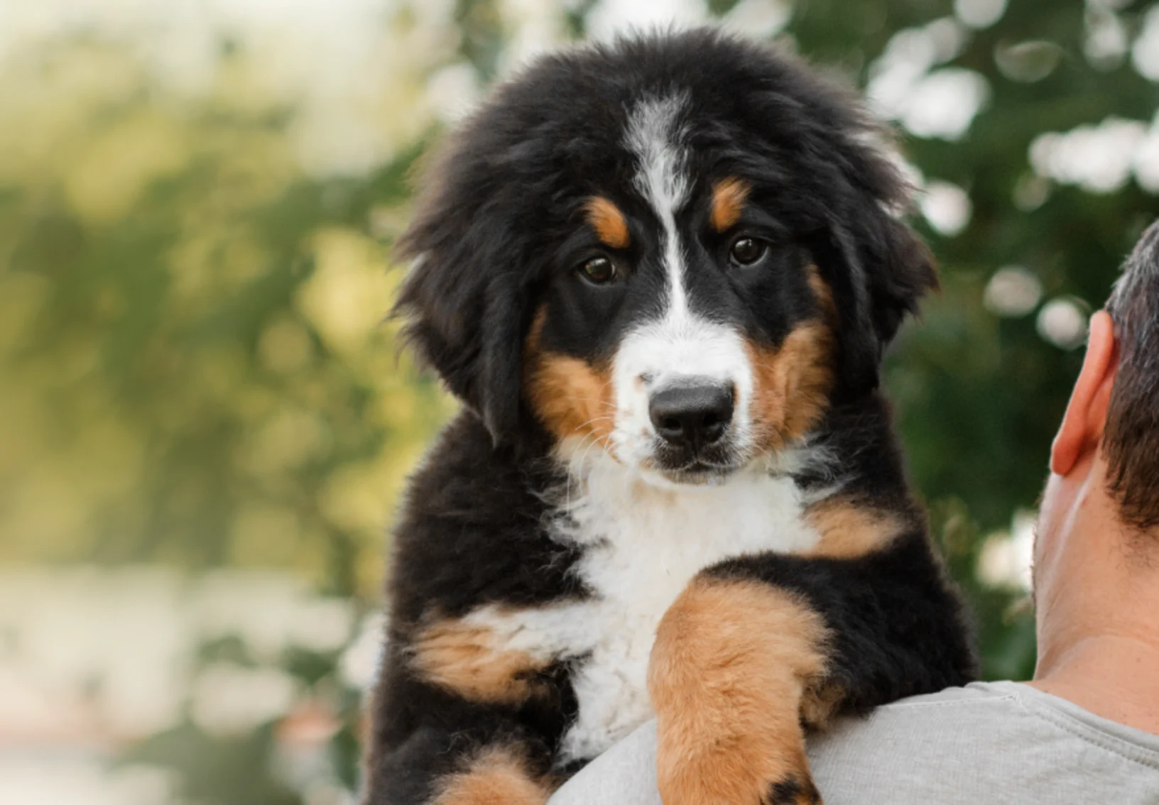 Dog being held