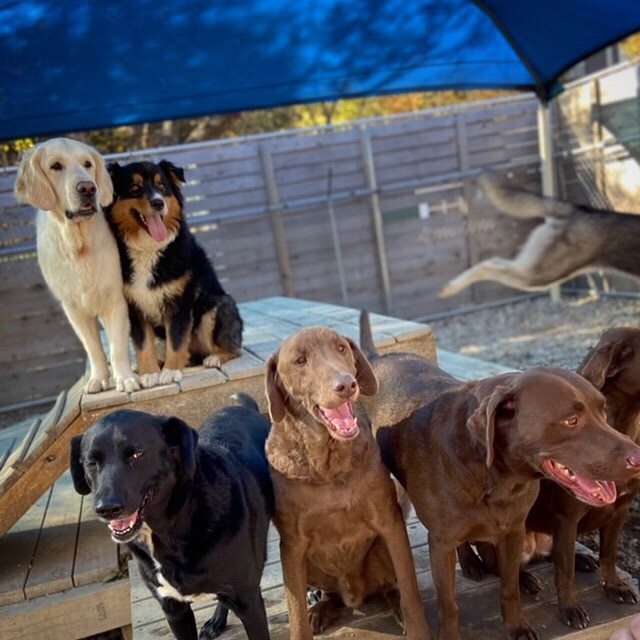 6 dogs pose outside