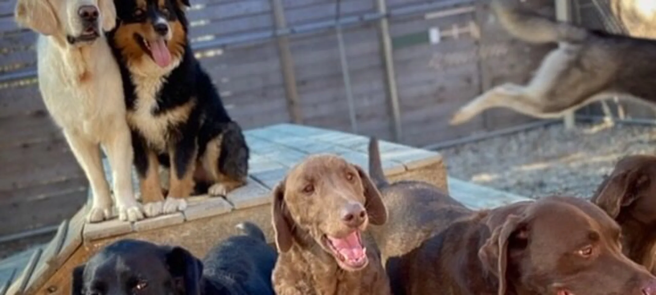 6 dogs pose outside 6 dogs pose outside