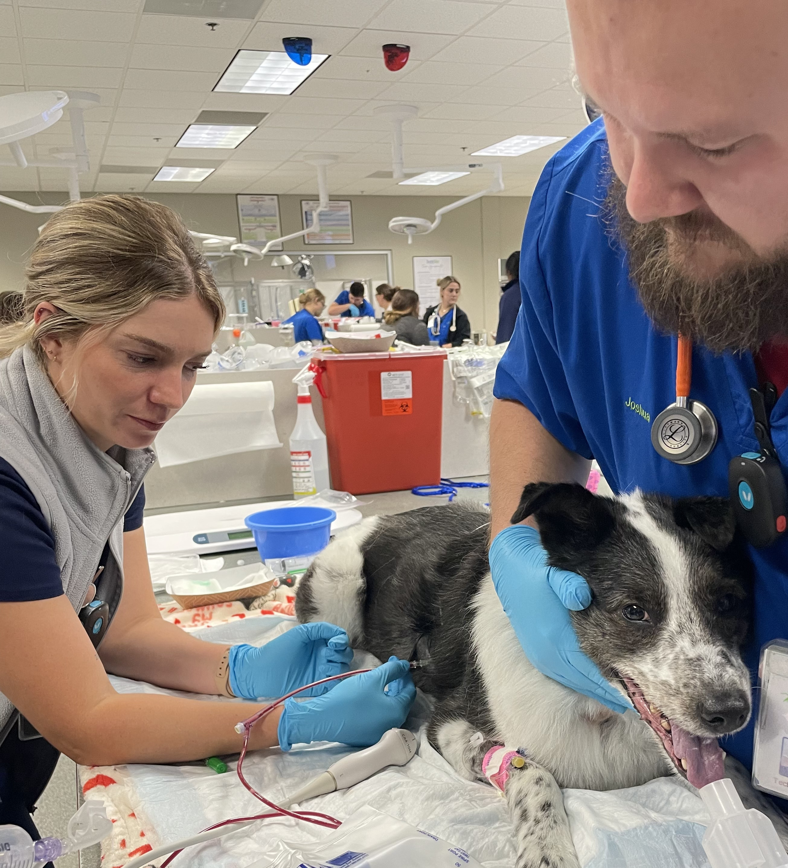 Two veterinarians examining a dog