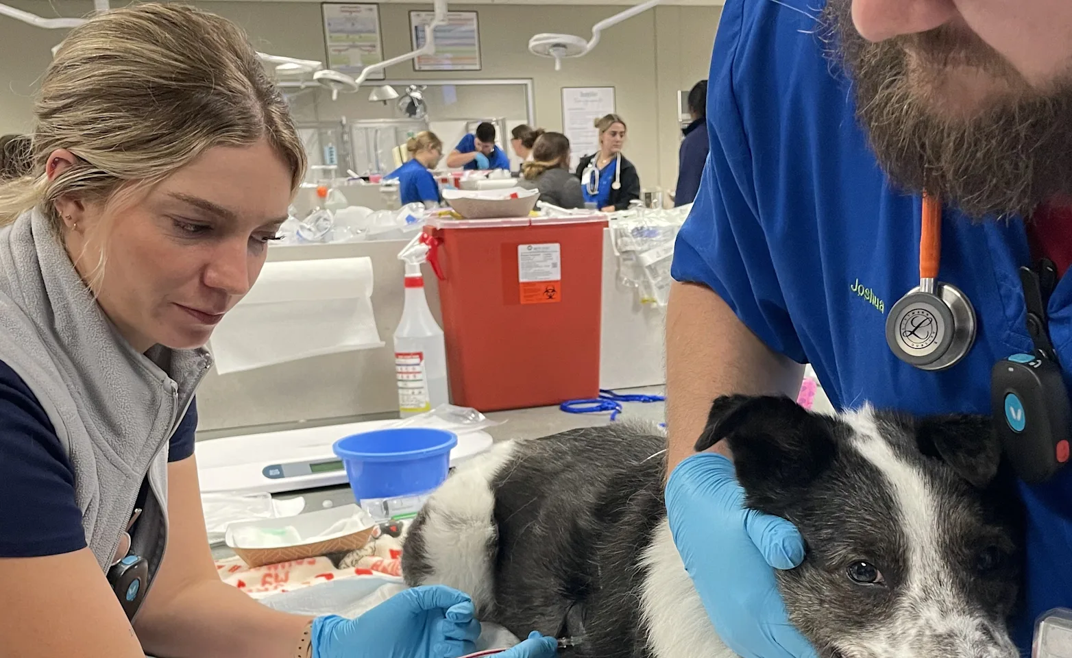 Two veterinarians examining a dog Two veterinarians examining a dog