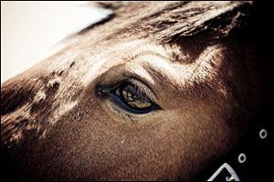 horse's eye