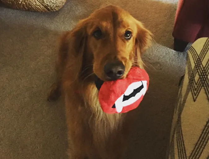 Golden retriever on carpet holding mouth-shaped toy