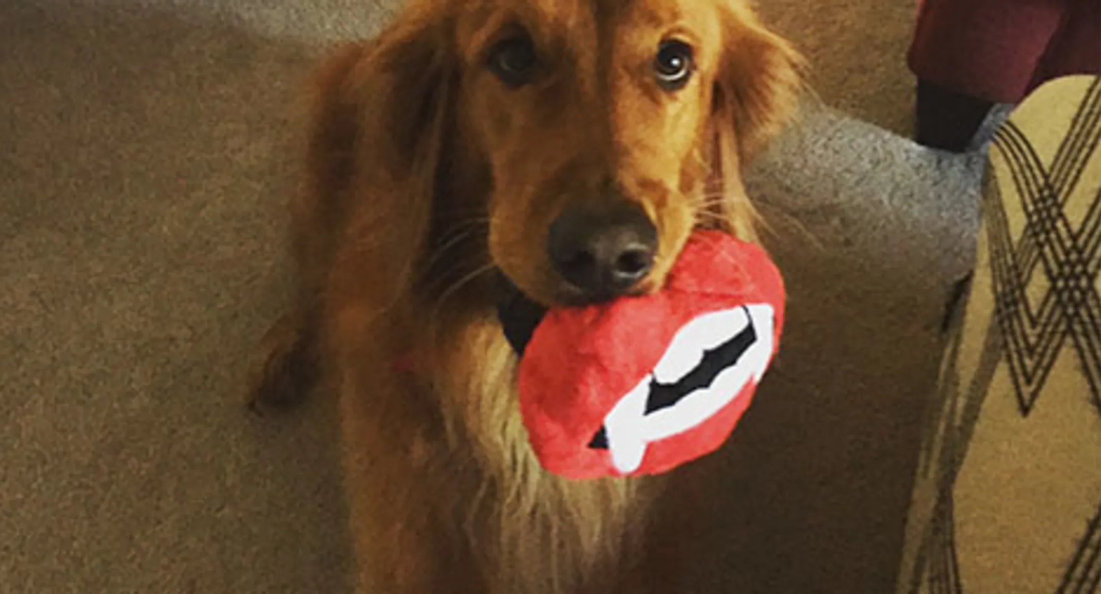 Golden retriever on carpet holding mouth-shaped toy