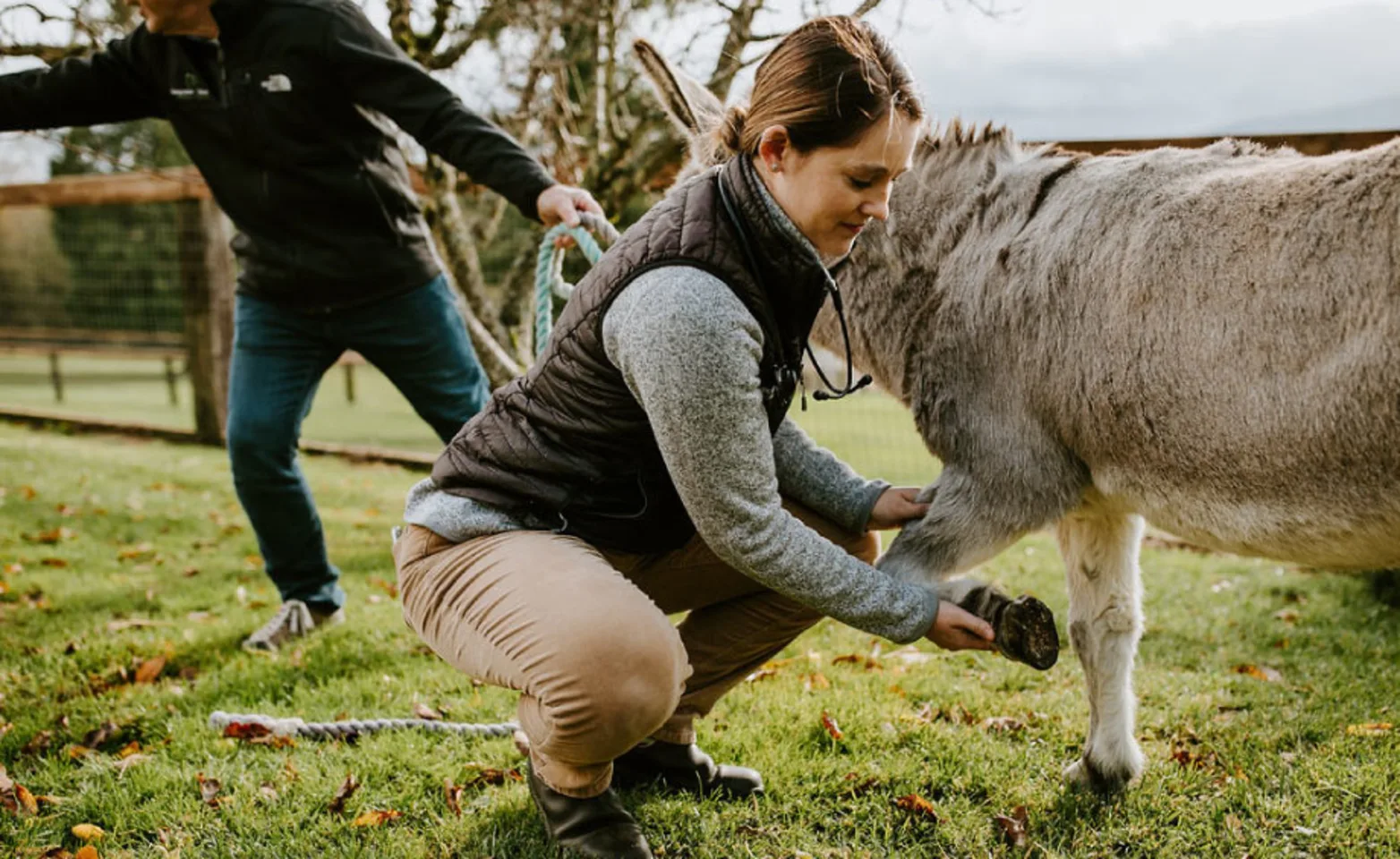 Staff examining a donkey for lameness Staff examining a donkey for lameness