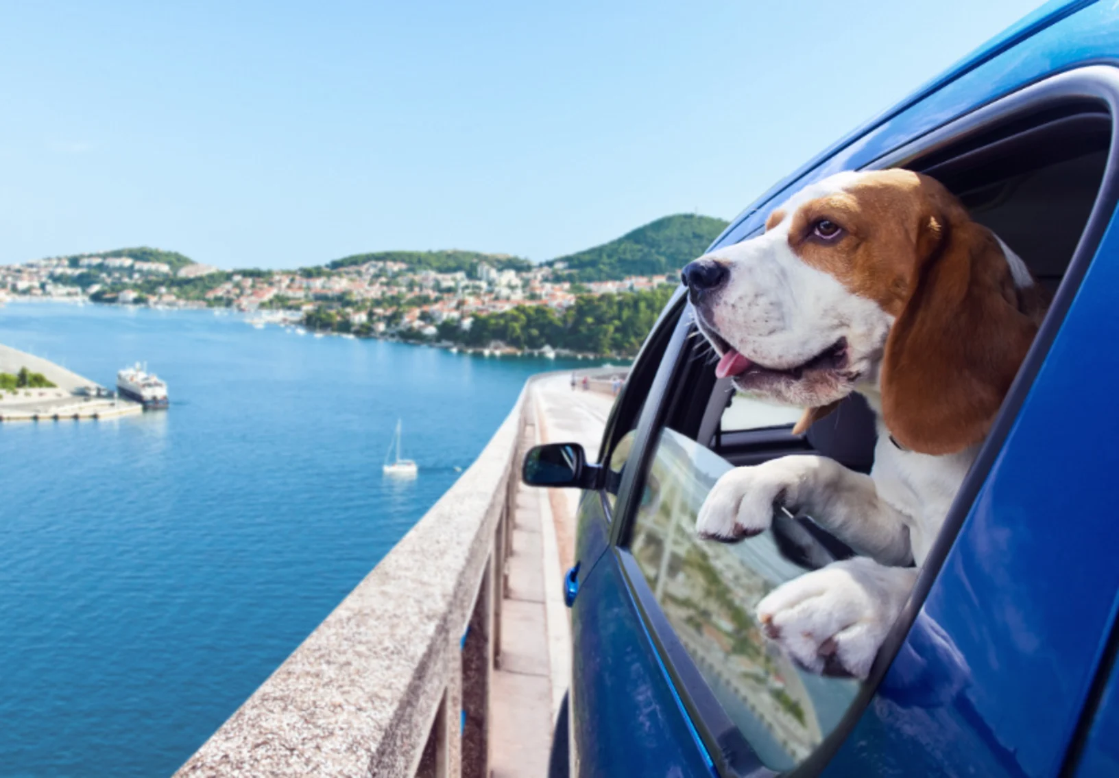 Dog Looking Out Car Window Lake View