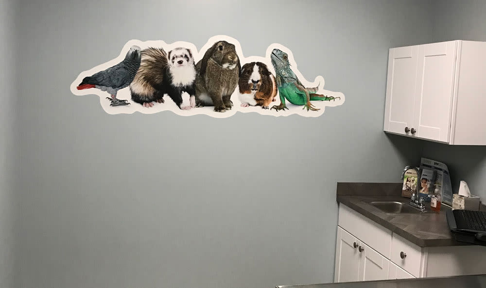 Wall decoration on exam room wall