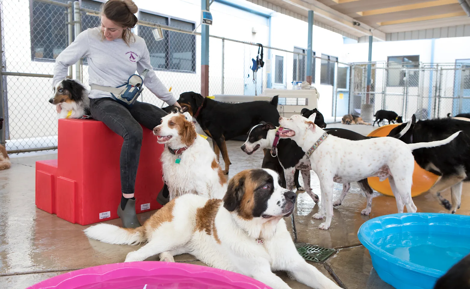 Canine Country Club - Daycare area with a large group of dogs playing with staff Canine Country Club - Daycare area with a large group of dogs playing with staff