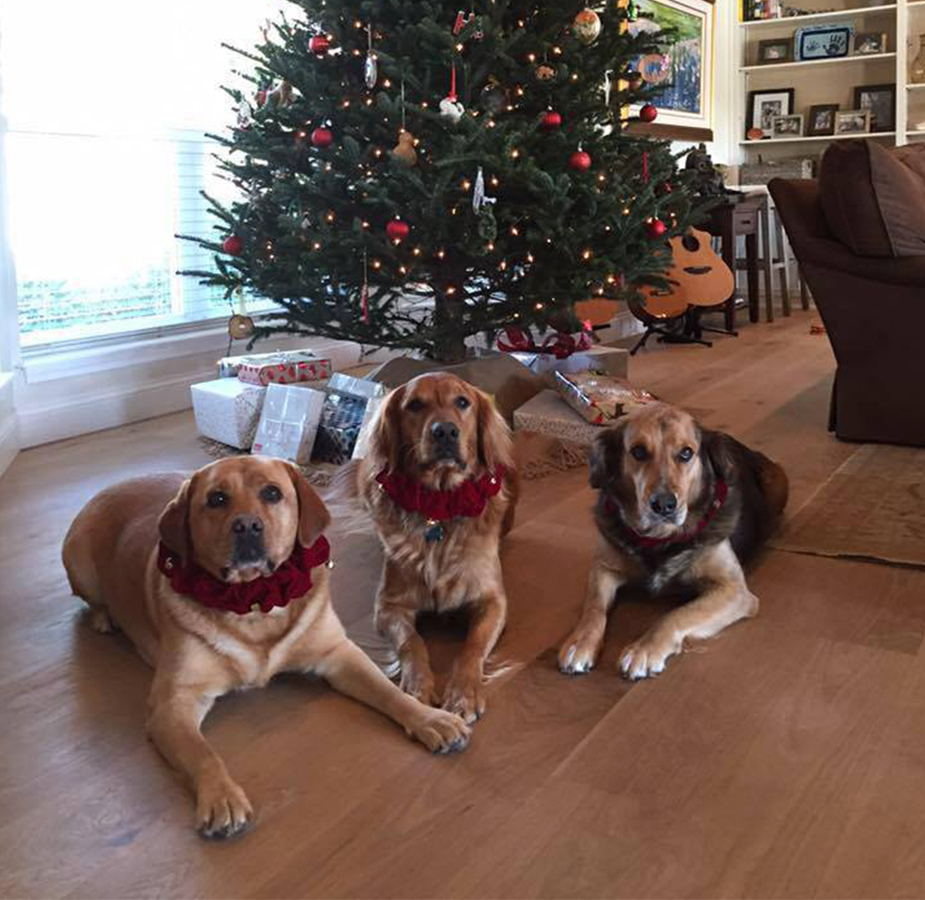 A photo of three dogs in front of a Christmas tree