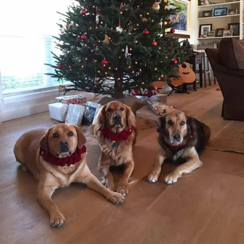 A photo of three dogs in front of a Christmas tree