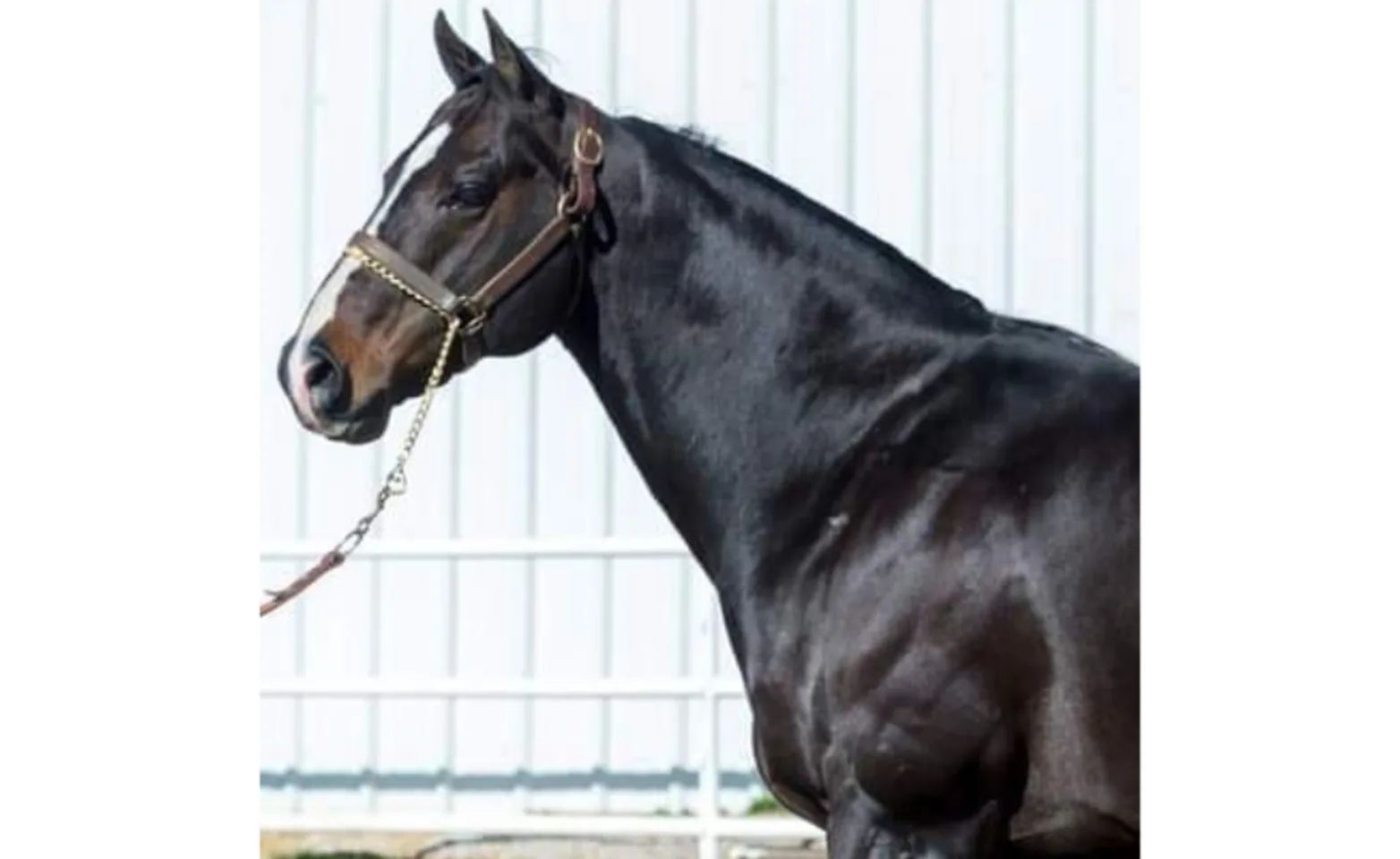 Headshot of Moonifisant - A black horse