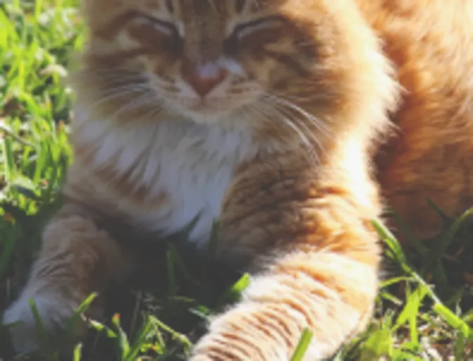 Cat laying in grass