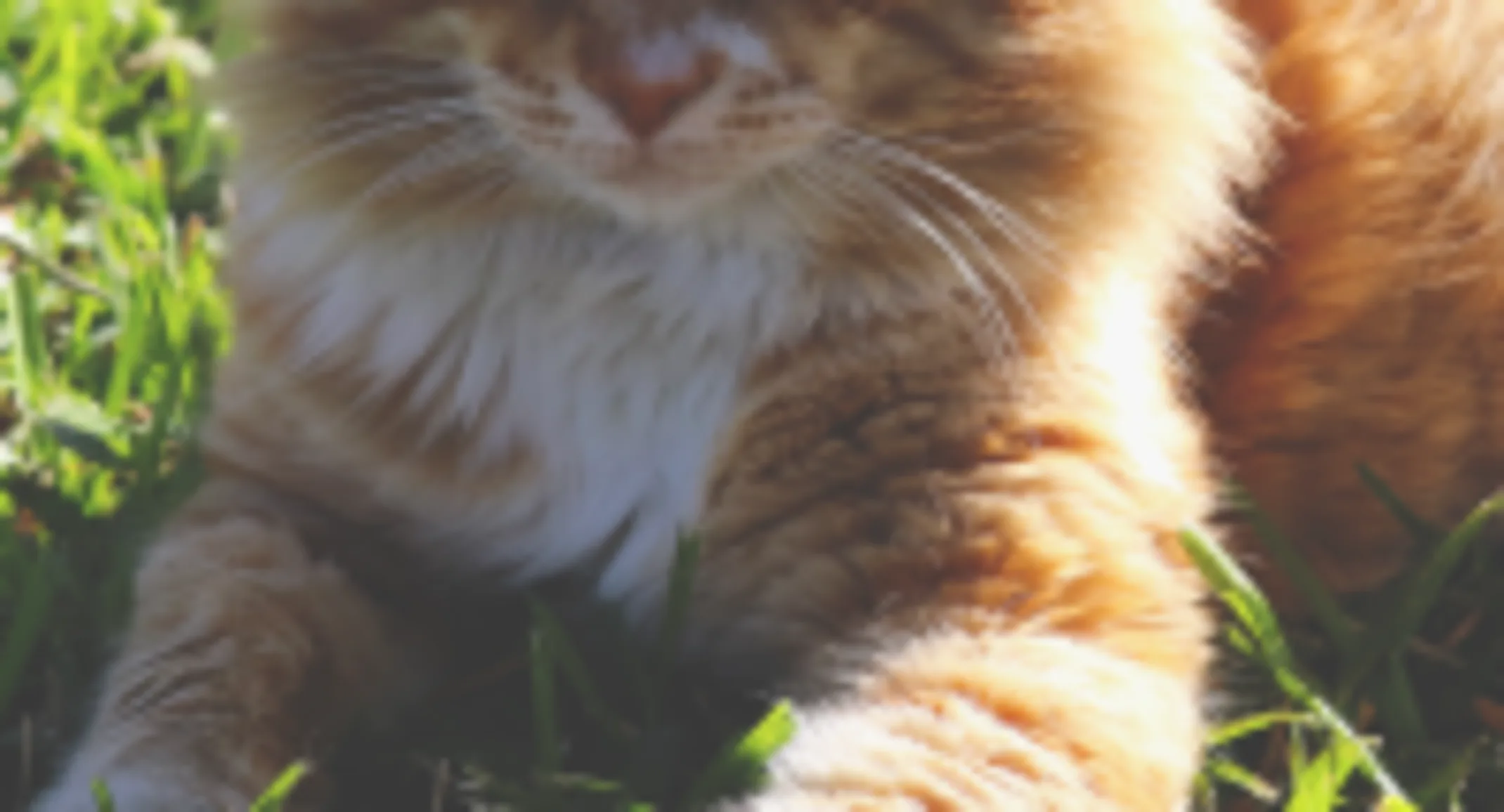 Cat laying in grass Cat laying in grass