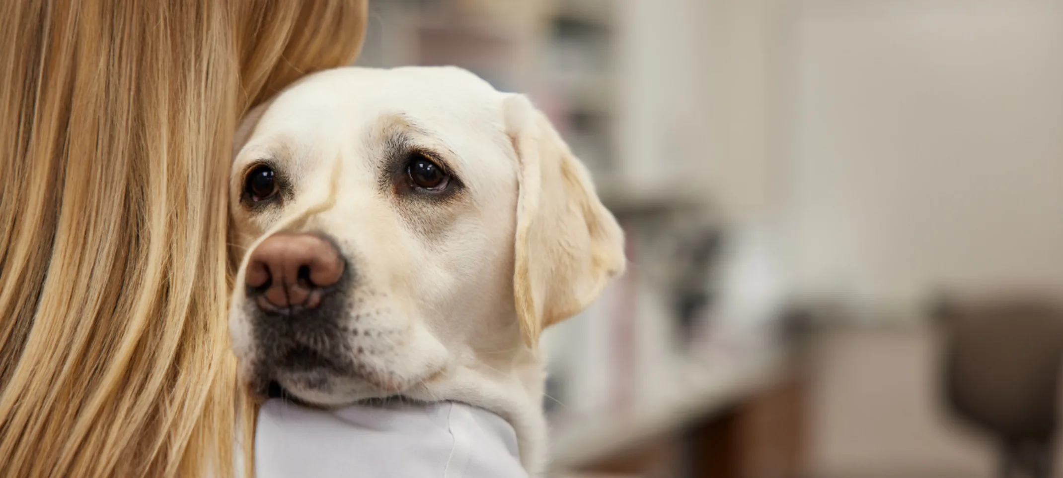 Labrador looking over owner's shoulder Labrador looking over owner's shoulder