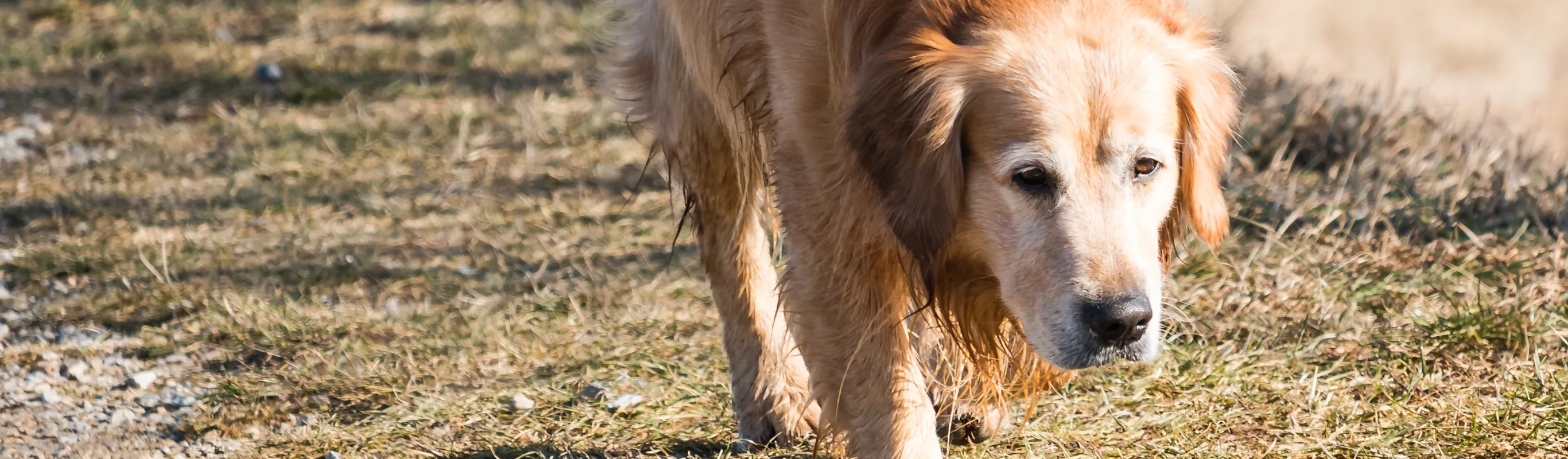 Dog walking over grass Dog walking over grass