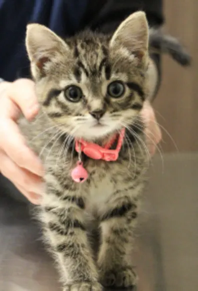 Cat with veterinarian on table