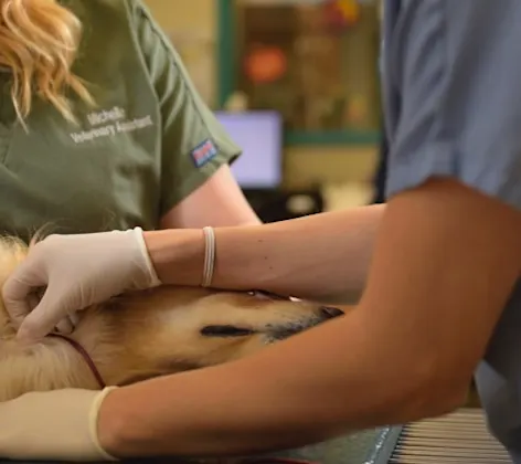 Blood Transfusion on a dog Blood Transfusion on a dog