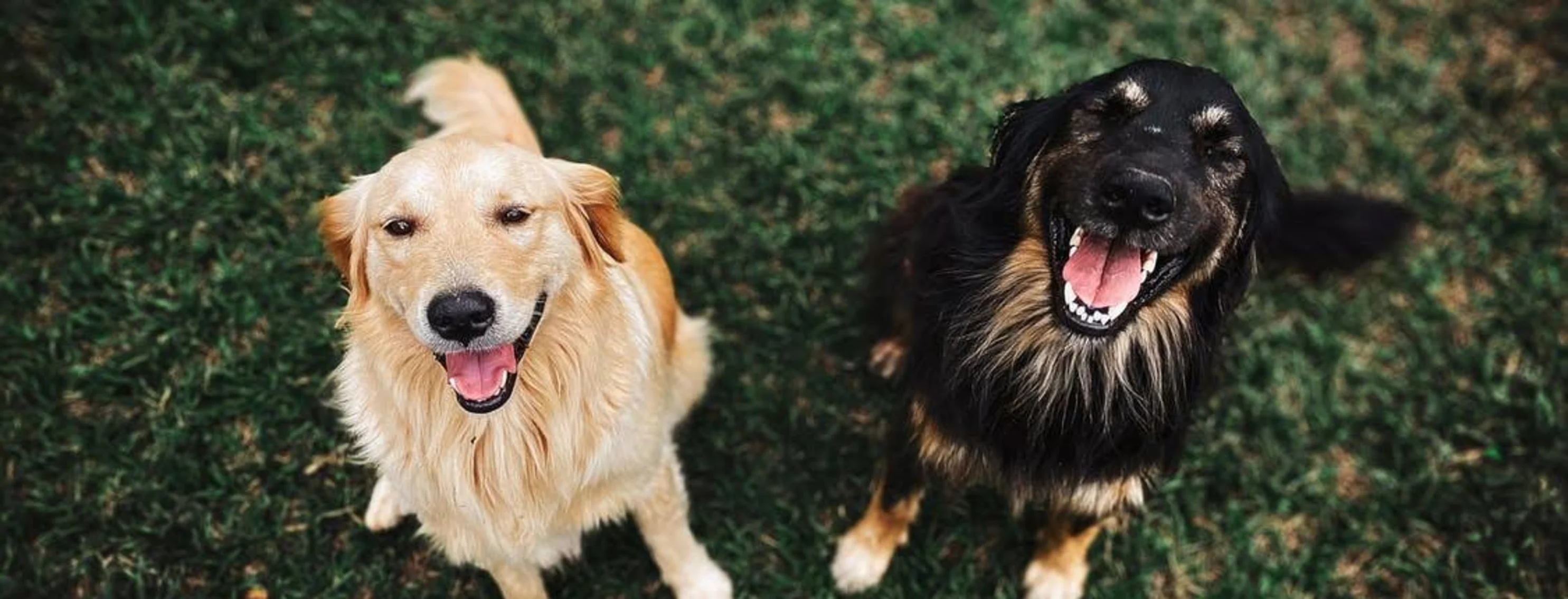 Two Dogs which one is a golden retriever and the other is shaggy black dog looking up at the camera smiling.