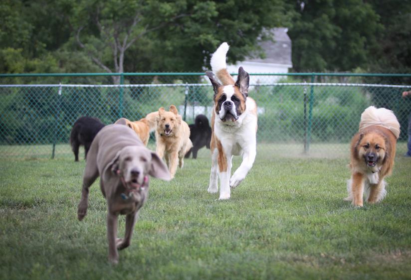 Several dogs running in dog park