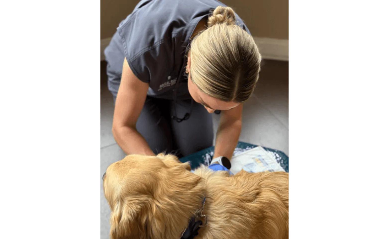 Staff member examining a golden retriever Staff member examining a golden retriever