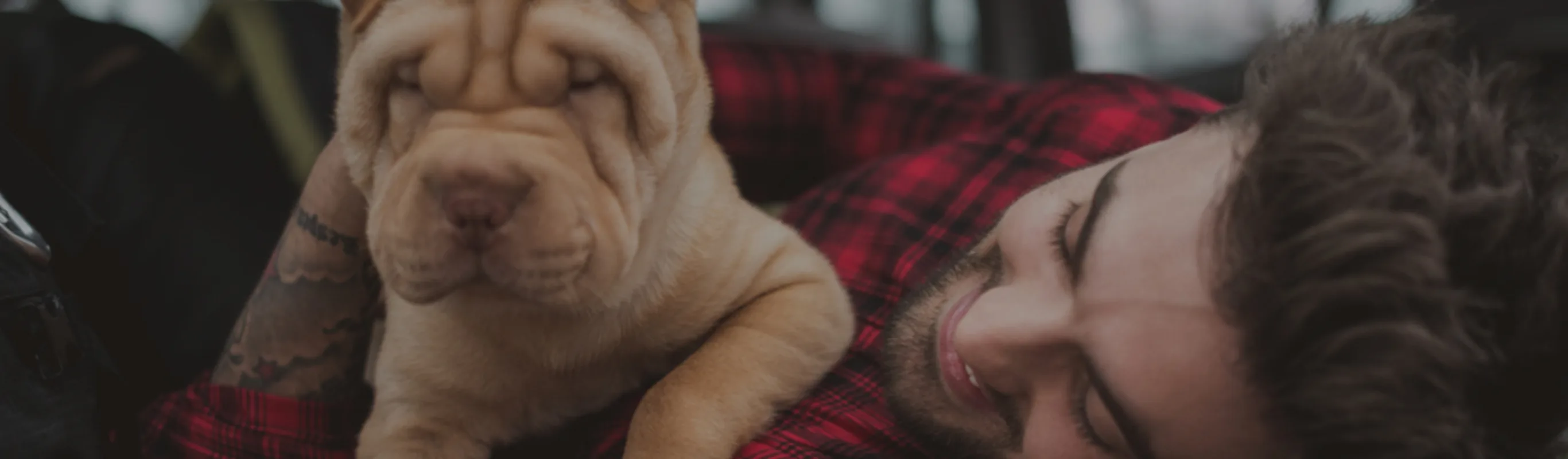 Sharpei dog in owner's arms Sharpei dog in owner's arms