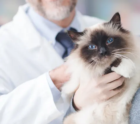 Woman holding cat with doctor Woman holding cat with doctor