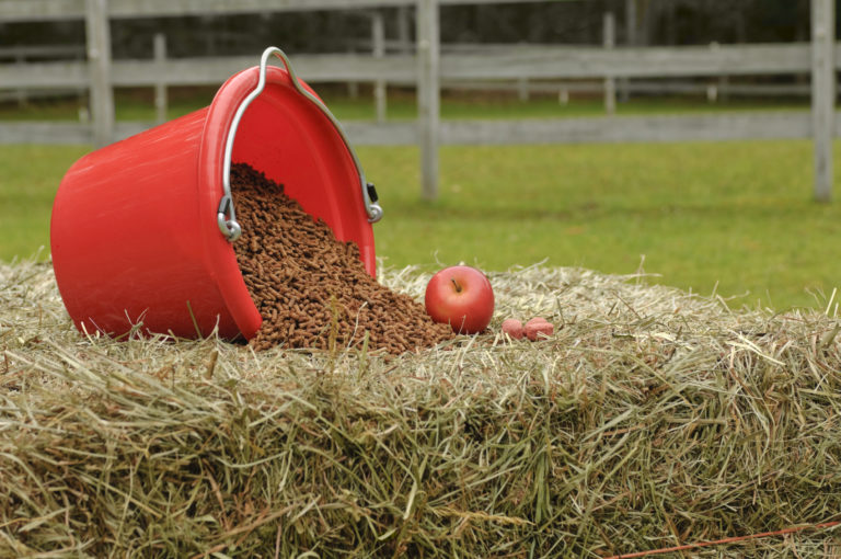 South Shore Equine Clinic & Diagnostic Center General Equine Care, Feeding