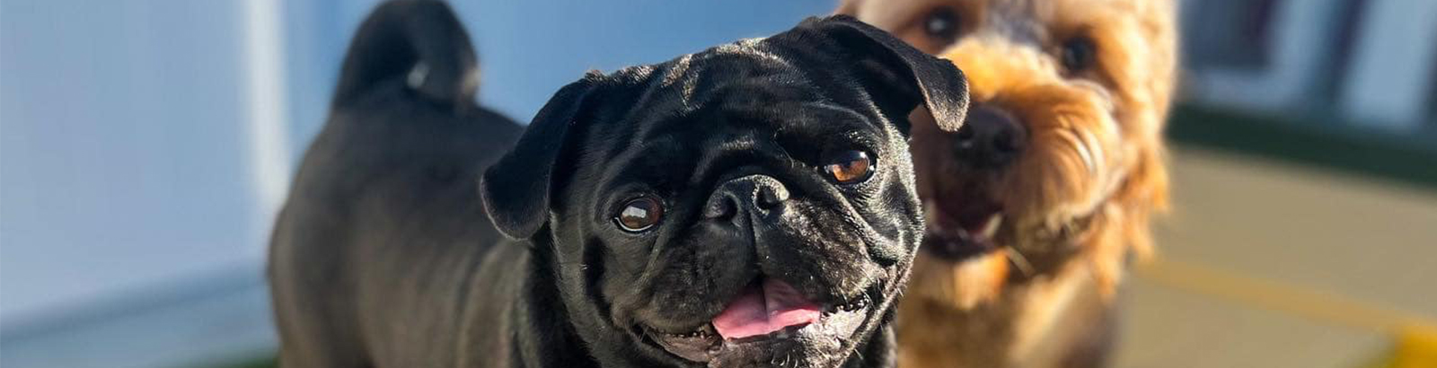 Dog Looking at Camera On Play Area at K9s Only