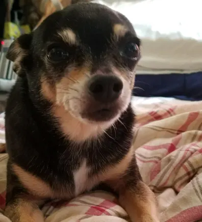 Rossana's staff photo from Telegraph Canyon Animal Medical Center who happens to be a black and tan chihuahua laying on top of checkered blanket