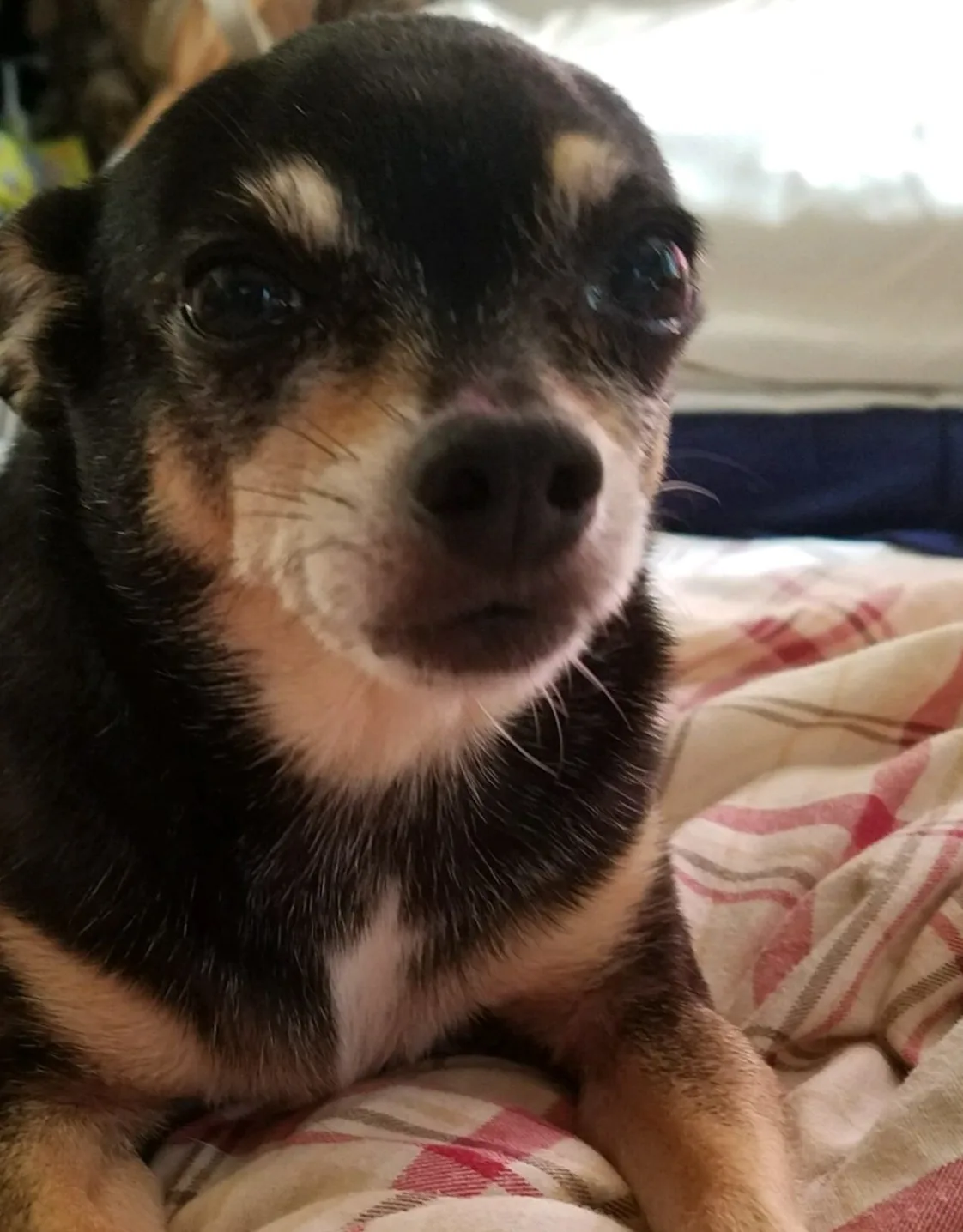 Rossana's staff photo from Telegraph Canyon Animal Medical Center who happens to be a black and tan chihuahua laying on top of checkered blanket Rossana's staff photo from Telegraph Canyon Animal Medical Center who happens to be a black and tan chihuahua laying on top of checkered blanket