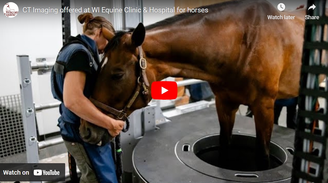 CT Imaging Offered at WI Equine Clinic & Hospital for horses