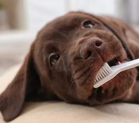 Dog getting teeth brushed