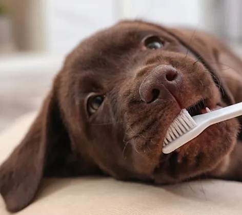 Dog getting teeth brushed Dog getting teeth brushed