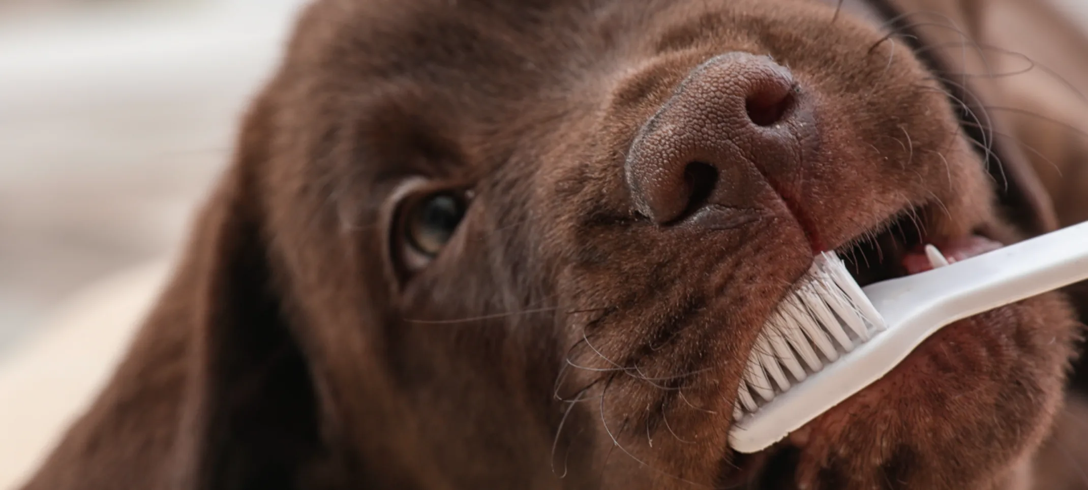 Dog getting teeth brushed