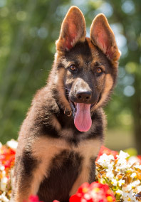 German shepherd with tongue out in nature