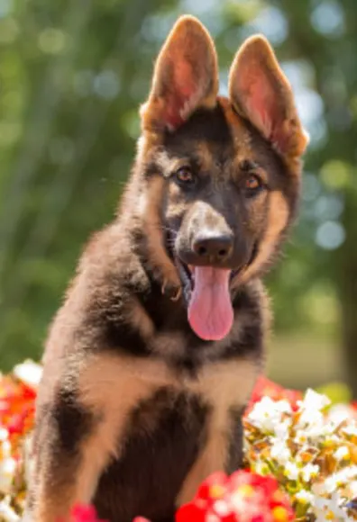 German shepherd with tongue out in nature