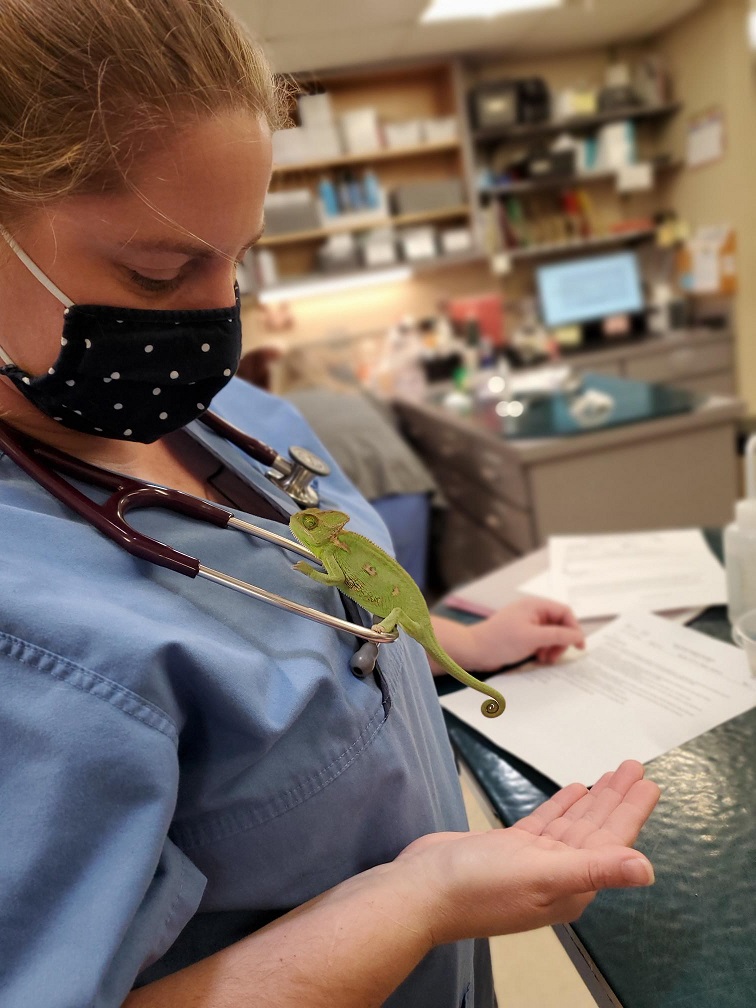 Chameleon laying on staff member