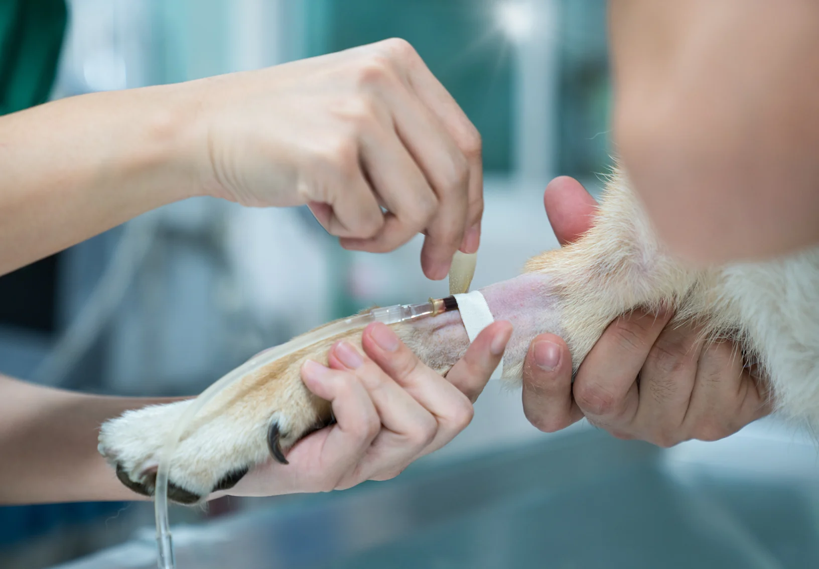 Dog with Doctor Dog with Doctor