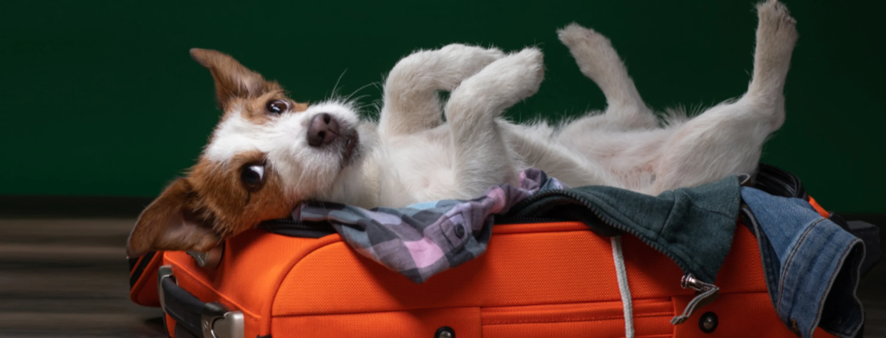 Dog Laying on an Orange Suitcase Dog Laying on an Orange Suitcase